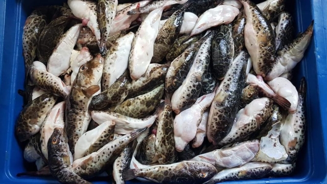 PMA flagra pesca ilegal em área de preservação em Cananéia (SP)