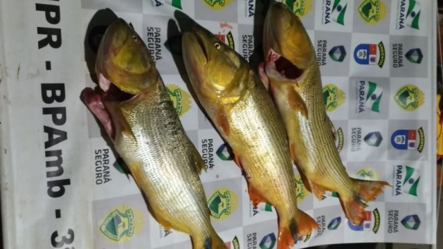 PMA flagra pesca ilegal em área de proteção no Rio Piqueri em Formosa do Oeste (PR)