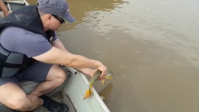 PMA flagra pesca ilegal em local proibido no Rio Mogi Guaçu em Pirassununga (SP)