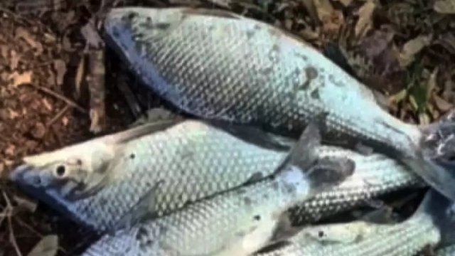 PMA flagra pesca ilegal em local proibido no rio Piracicaba