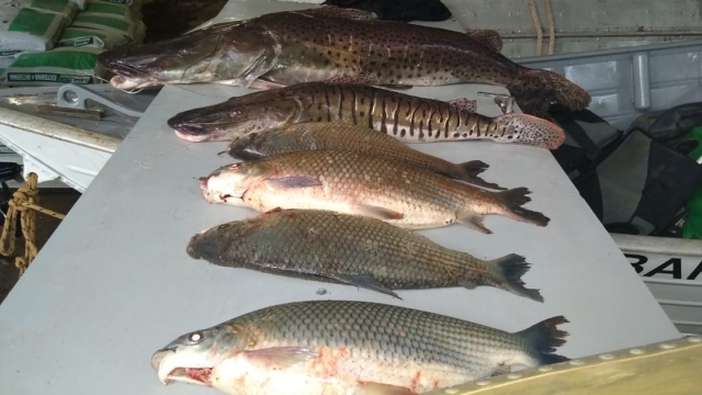 PMA flagra pesca ilegal em período e local proibido no Rio Mogi Guaçu em Pirassununga (SP)