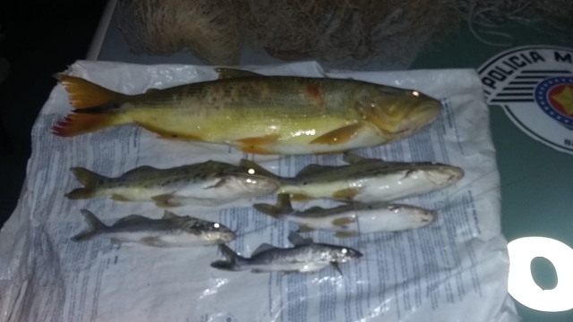 PMA flagra pesca ilegal na Cachoeira de São Pedro dos Morrinhos no Rio Pardo (SP)