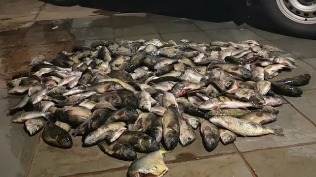 PMA flagra pesca ilegal no Rio Paraná e apreende 76 kg de pescado em Panorama (SP)