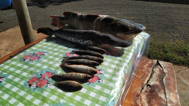PMA flagra pesca ilegal no Rio Taquari em Alcinópolis (MS)
