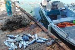 PMA flagra pesca ilegal no Rio Tiete e apreende 200m de redes em Bariri-SP