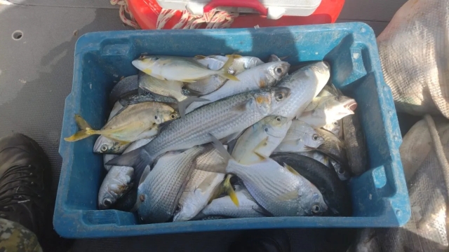 PMA flagra pesca irregular em São Sebastião (SP)