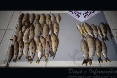 PMA flagra pesca predatoria durante a piracema no Rio Grande em MG