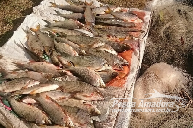 PMA flagra pesca predatória e apreende 32 kg de pescado no Rio da Prata em MG