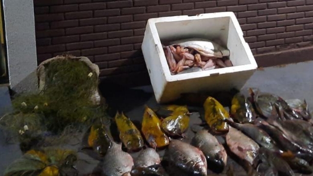 PMA flagra pesca predatória e apreende mais de 100 kg de peixes no Rio Ivaí em Ivailândia (PR)