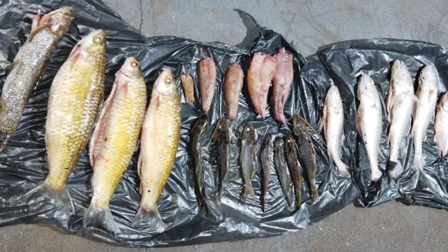 PMA flagra pesca predatória e apreende pescado ilegal no Rio Ivaí em Engenheiro Beltrão (PR)