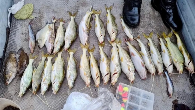 PMA flagra pesca predatória e apreende pescado ilegal no Rio Pardo em Bataguassu (MS)