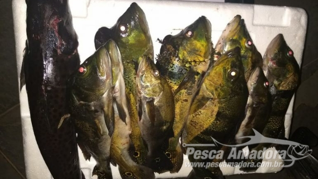 PMA flagra pesca subaquática ilegal e autua infrator no Rio Paraná em Pauliceia (SP)