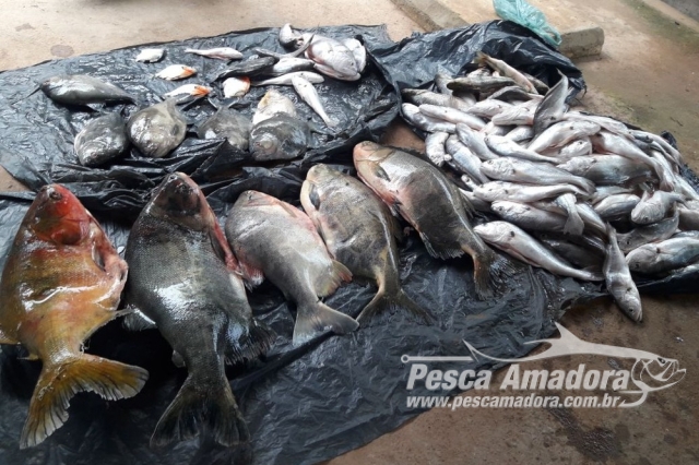 PMA flagra pescador profissional transportando 230 kg de pescado ilegal no Tocantins