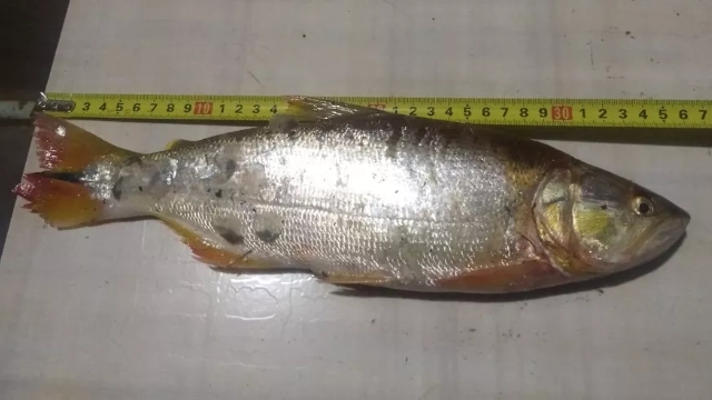 PMA flagra três praticando pesca ilegal no Rio Aguapeí em Adamantina (SP)