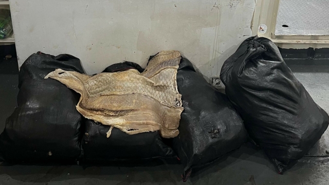 PMA intercepta tranposte ilegal de pescado e apreende 210 kg de pirarucu seco em Coari (AM)
