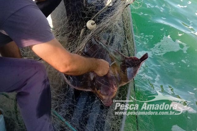 PMA liberta raia presa à rede de pesca ilegal em área de preservação no Guarujá-SP