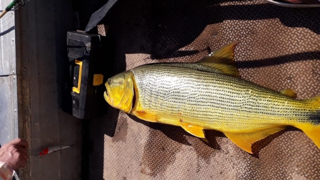 PMA localiza e autua homem que divulgou vídeo de pesca ilegal de dourado nas redes sociais