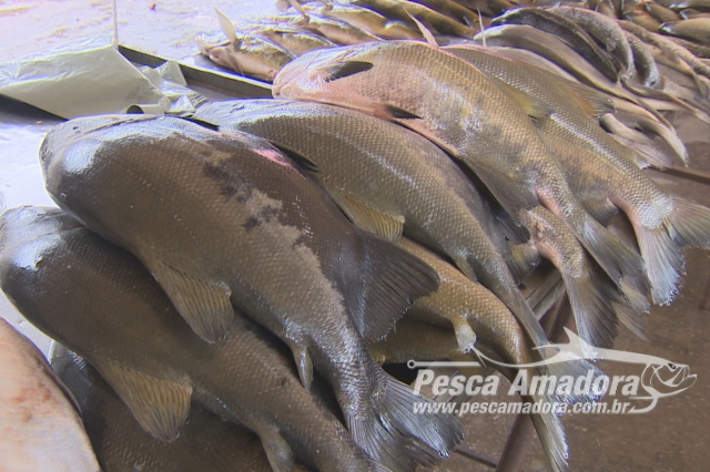 PMA multa estabelecimentos por venda pescado ilegal em Cabixi (RO)