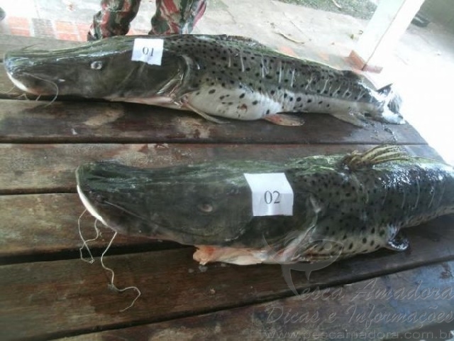 PMA multa mulher por armazenar pescado ilegal no MS