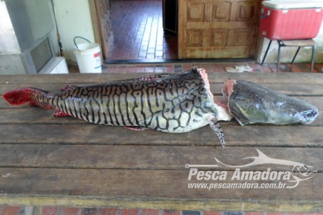 PMA multa tripulante de embarcação cargueira por pesca ilegal no Rio Paraguai-MS