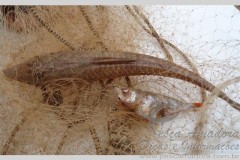 PMA prede dois por pesca predatoria e apreende sete redes no rio Ivai-PR