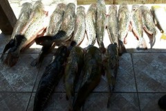 PMA prende 10 pessoas e apreende 498 kg de pescados durante operacao Carnaval no MS 3