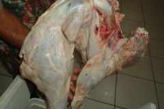 PMA prende cacador e apreende redes e arma de fogo no MS 2