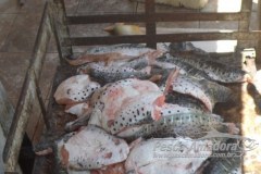 PMA prende dois com 140 kg de pescado ilegal e aplica multa de R$ 6,8 mil em MS