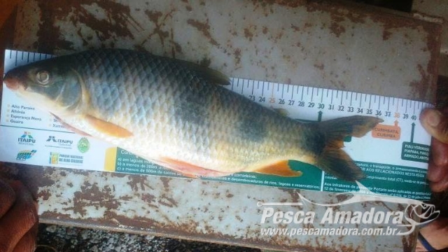 PMA prende dois infratores por pesca ilegal no Rio Paraná em Paranavaí (PR)
