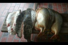 pma-prende-dois-infratores-por-pesca-predatoria-durante-a-piracema-no-pantanal