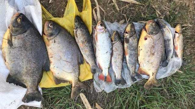 PMA prende dois pescadores amador por pesca ilegal no Rio Aquidauana (MS)