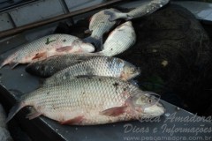 PMA prende dois pescadores profissionais por pesca predatoria em MS 2