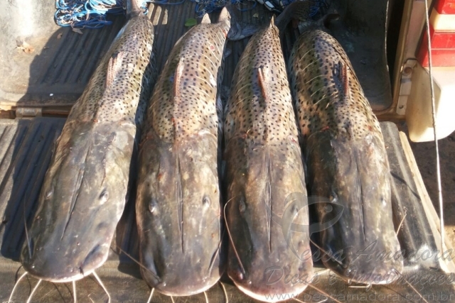 PMA prende dois por pesca ilegal durante a piracema no Rio Aquidauana-MS