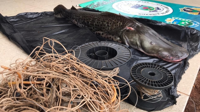 PMA prende dois por praticarem pesca predatória no Rio Iguatemi (MS)