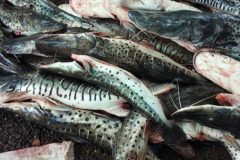 pma-prende-duas-pessoas-autua-em-r-71-mil-e-apreende-270-kg-de-pescado-ilegal-em-ms-2