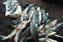 pma-prende-duas-pessoas-autua-em-r-71-mil-e-apreende-270-kg-de-pescado-ilegal-em-ms