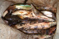 PMA prende duas pessoas por pesca ilegal no rio Dourados em MS