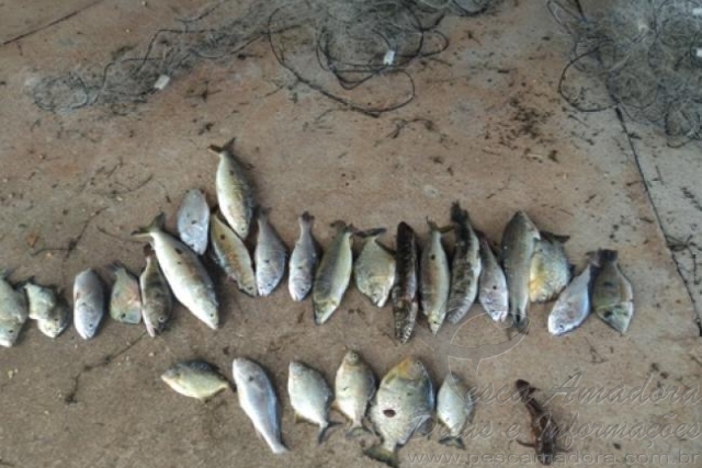 PMA prende duas pessoas por pesca predatória no rio Taquarussu em MS