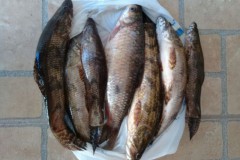 PMA prende dupla por pesca predatoria na represa capivara no Parana 2