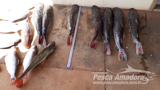 PMA prende e autua dois infratores por transporte de pescado ilegal no MS