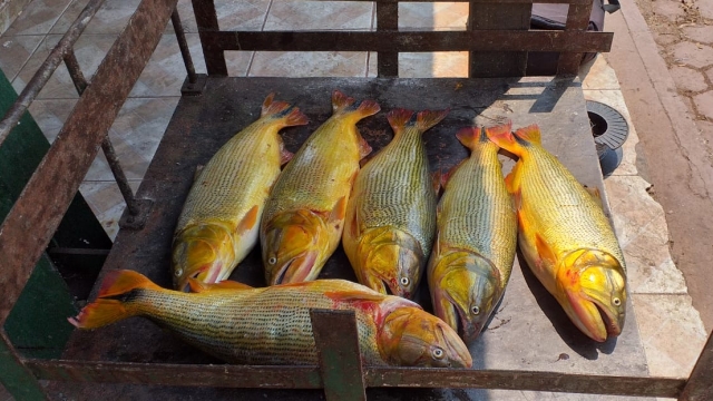 PMA prende e autua em R$ 2,9 mil pescador por praticar pesca ilegal no Rio Paraguai (MS)