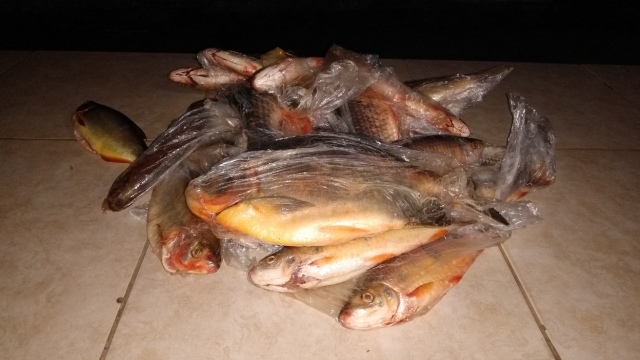 PMA prende e autua infrator por capturar peixes acima da cota no Rio Miranda (MS)