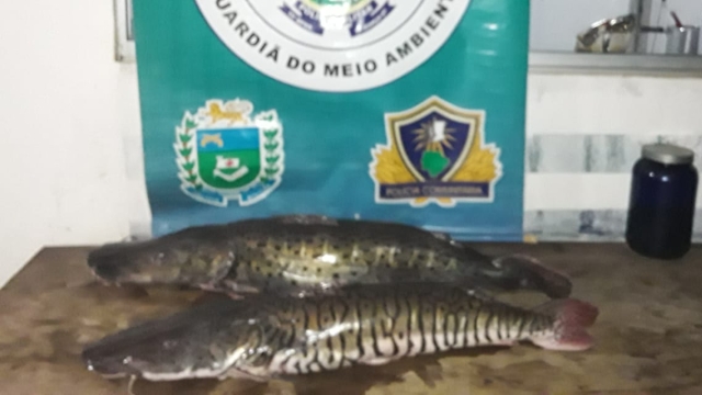 PMA prende e autua infrator por pesca ilegal durante a piracema em Aquidauana (MS)