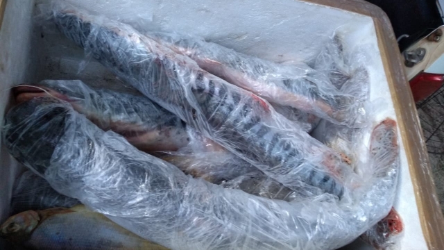 PMA prende e autua nove infratores em R$ 48,6 mil por caça e pesca ilegal no Rio Taquari (MS)