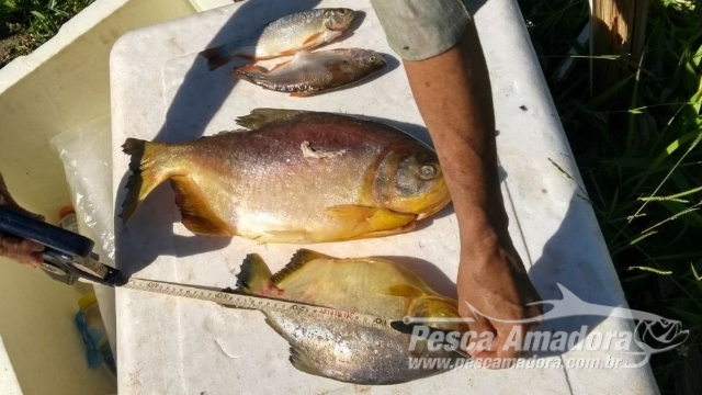 PMA prende e autua turistas em R$ 2,7 mil por pesca e transporte de pescado ilegal em MS