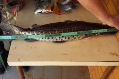 pma-prende-foragido-durante-flagrante-de-pesca-predatoria-no-rio-parana-ms-2