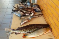 pma-prende-foragido-durante-flagrante-de-pesca-predatoria-no-rio-parana-ms