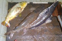 pma-prende-homem-por-pesca-ilegal-no-rio-miranda-ms-2