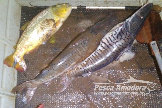 PMA prende homem por pesca ilegal no Rio Miranda-MS