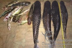 PMA prende homem por pesca predatoria no rio Aquidauana-MS